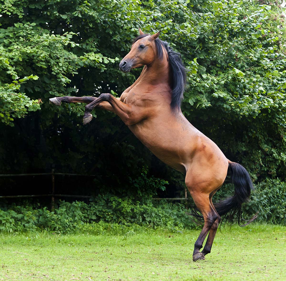 Die bekanntesten Warmblutpferderassen